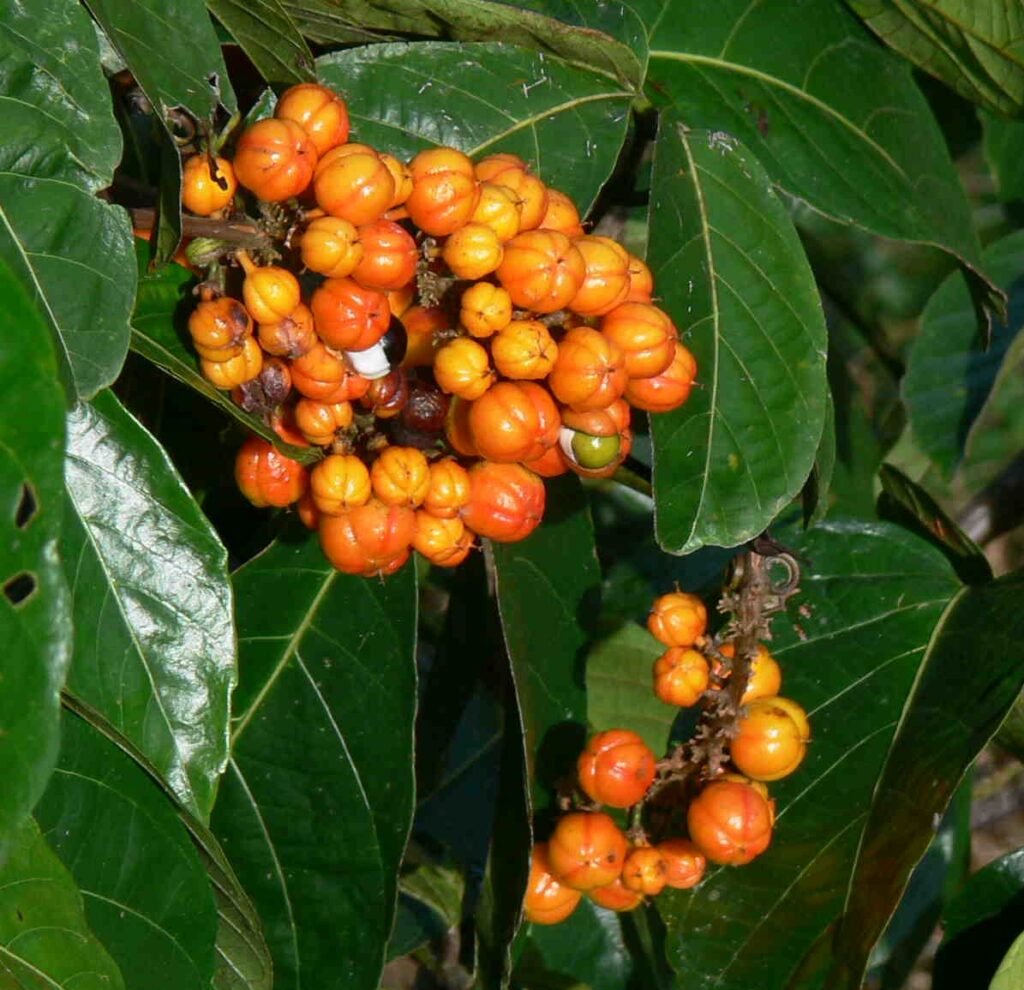 Guaran