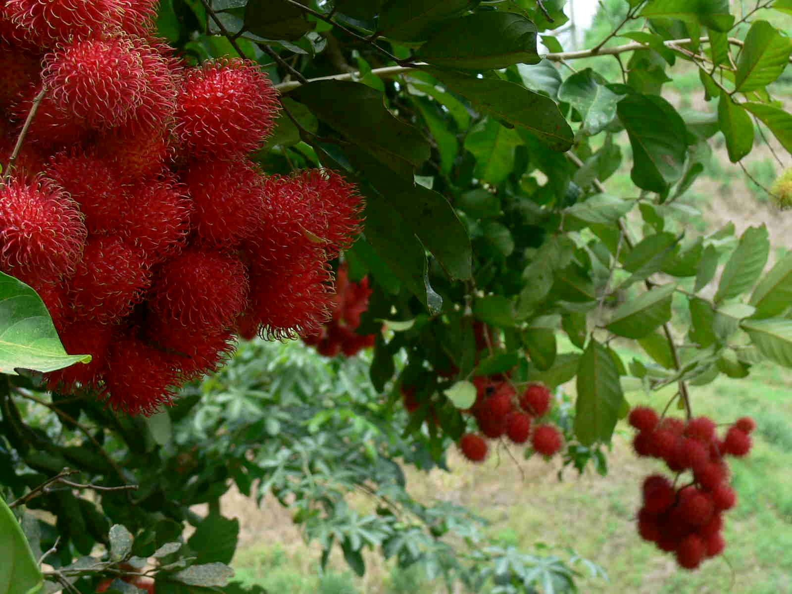 Rambutan fruit