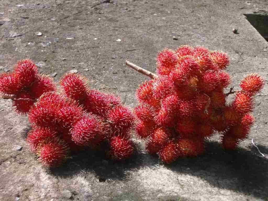 Rambutan in the floor