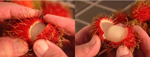 Opening the fruit