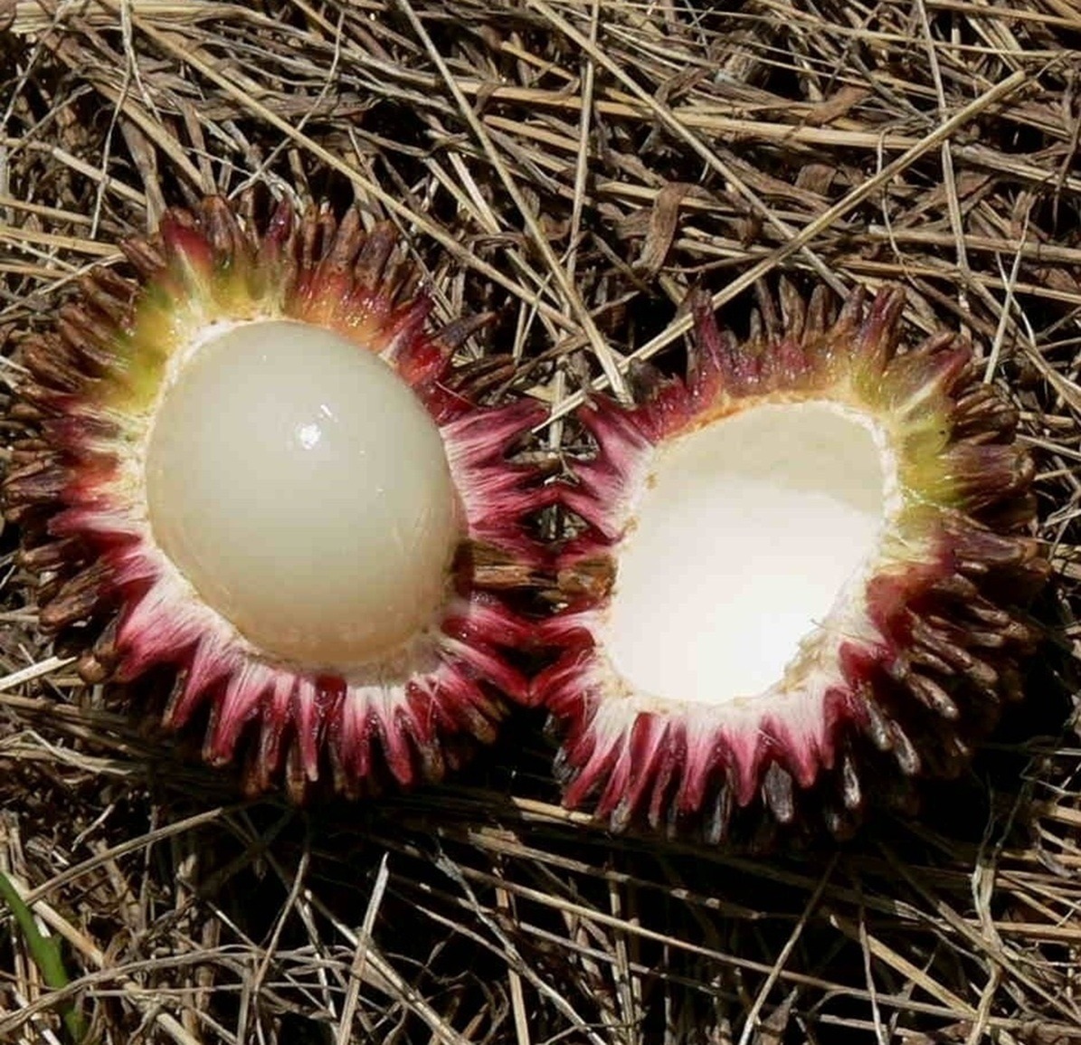 Pulasan