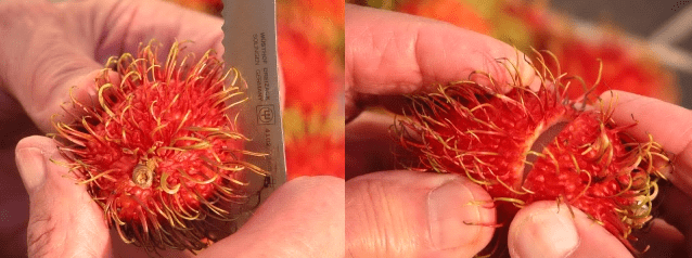 Hands hold a ripe rambutan fruit