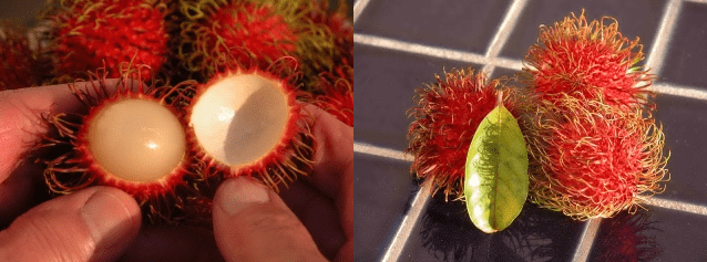 Rambutan fruits, with their striking red, hairy exterior