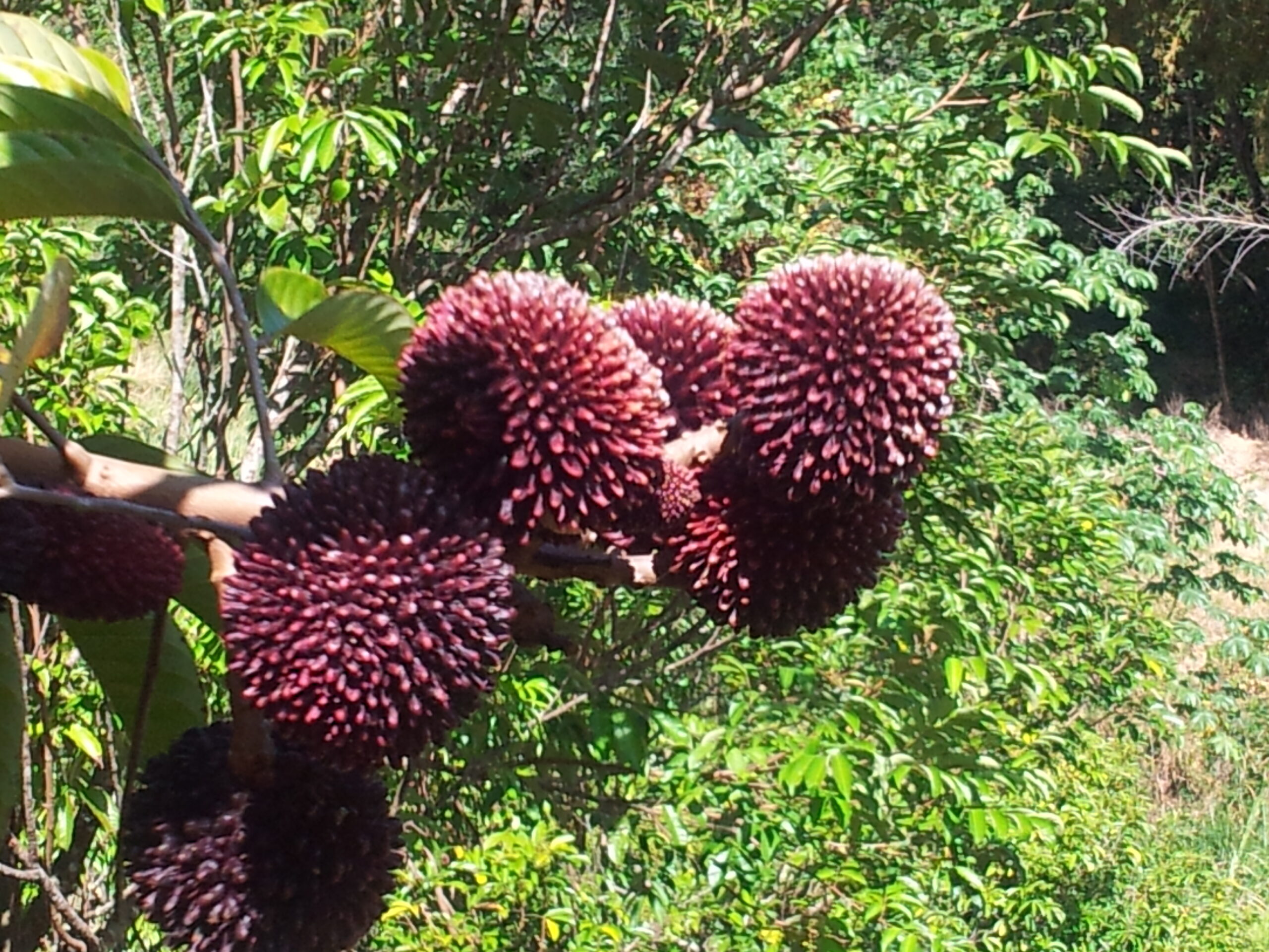 Six rambutan fruits