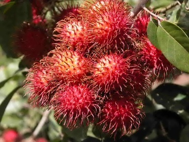 Ripe rambutan fruit