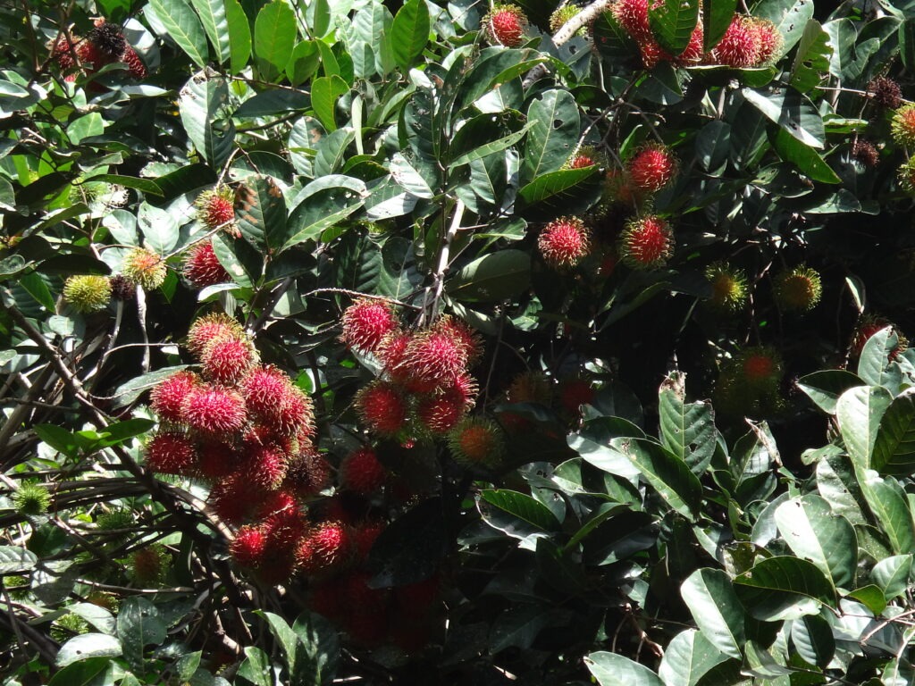 Tree full of fruits